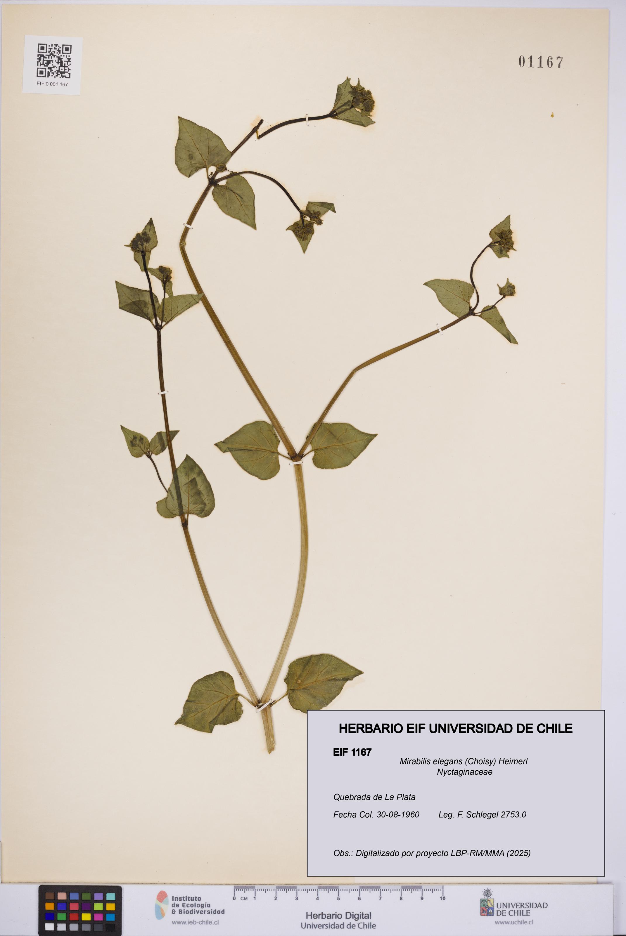 Mirabilis elegans [Espécimen: UCH:EIF:0001167]