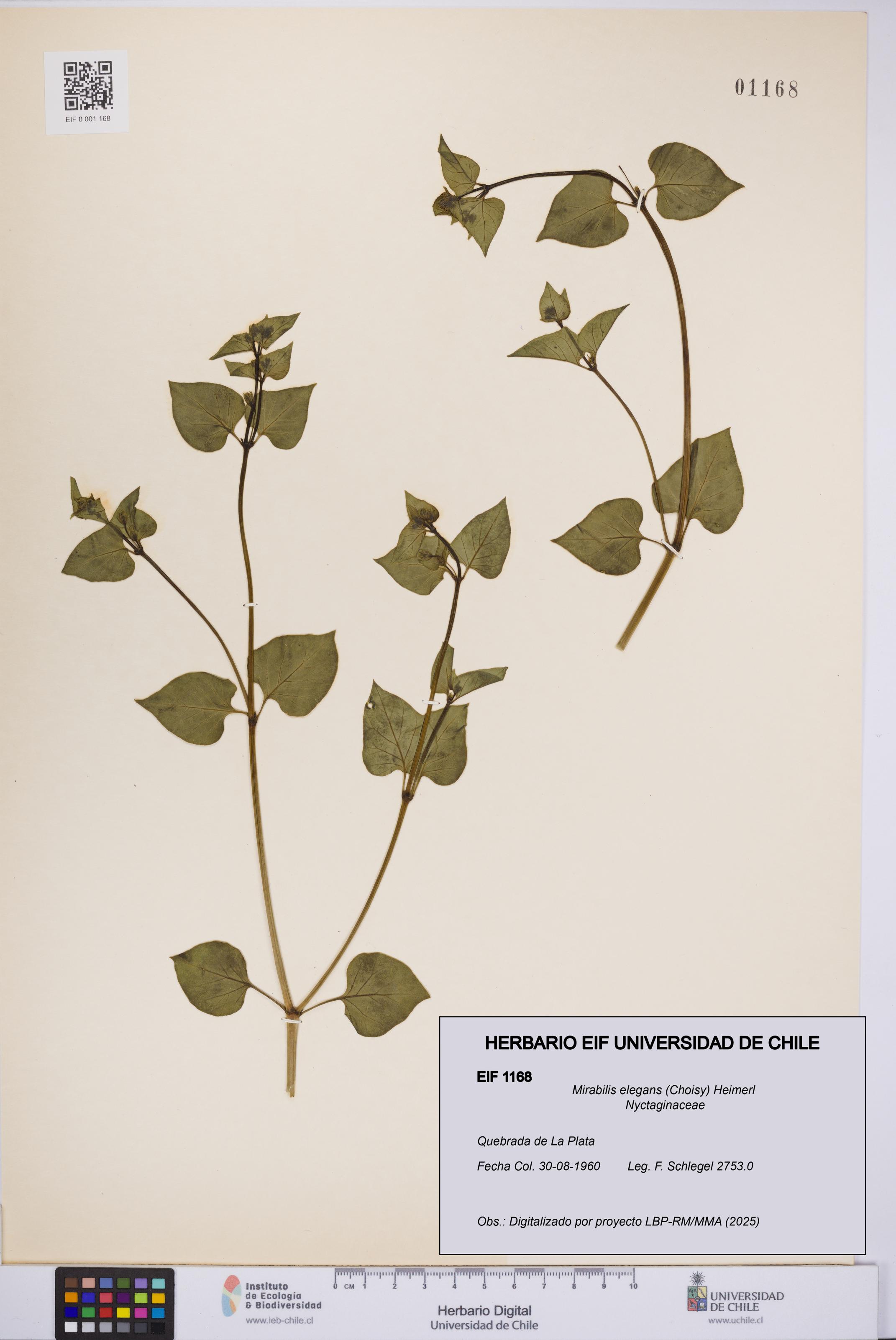 Mirabilis elegans [Espécimen: UCH:EIF:0001168]