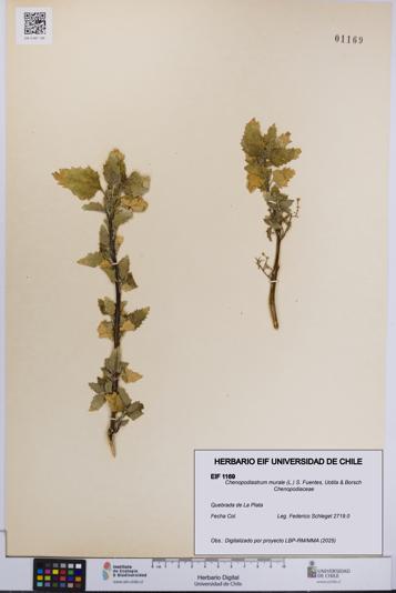 Chenopodiastrum murale [Espécimen: UCH:EIF:0001169]