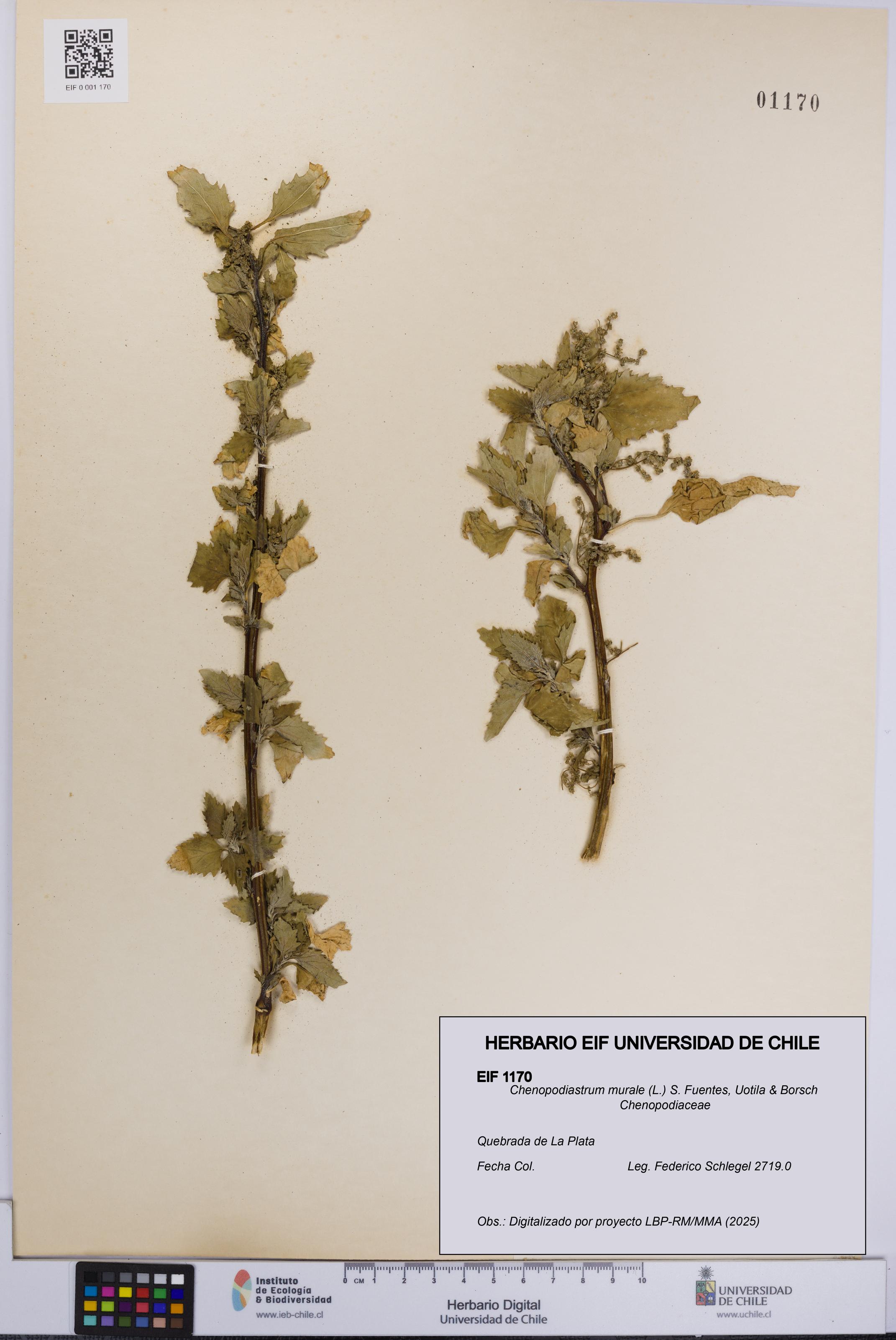 Chenopodiastrum murale [Espécimen: UCH:EIF:0001170]