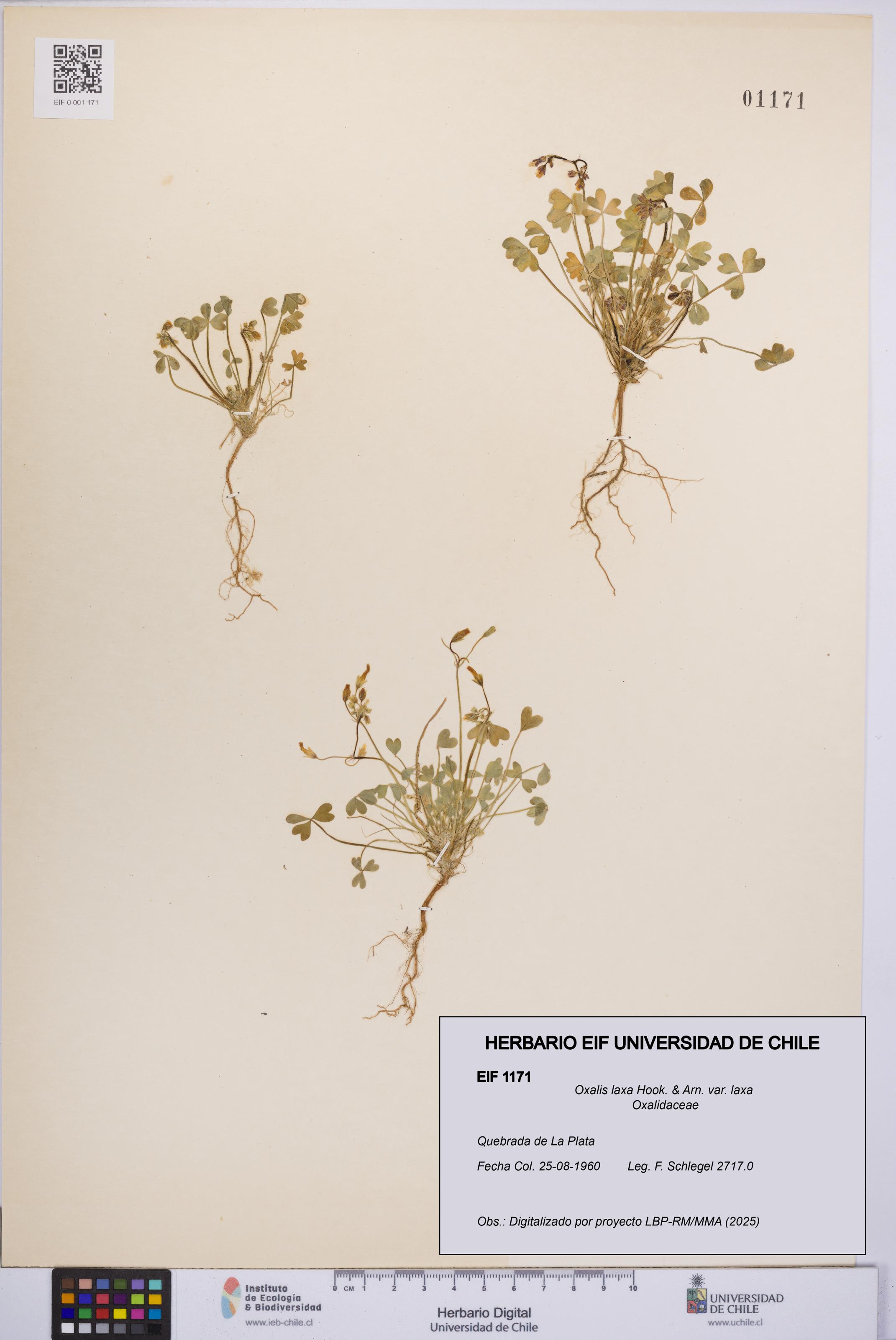 Oxalis laxa var. laxa [Espécimen: UCH:EIF:0001171]