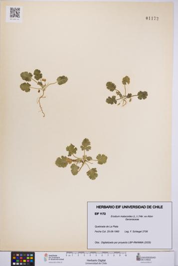Erodium malacoides [Espécimen: UCH:EIF:0001172]