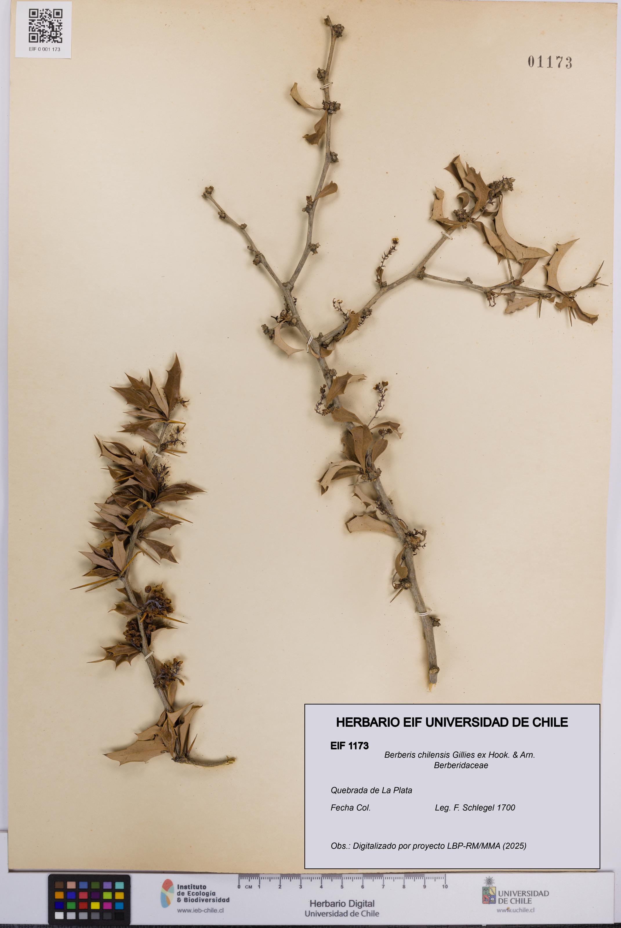 Berberis chilensis [Espécimen: UCH:EIF:0001173]