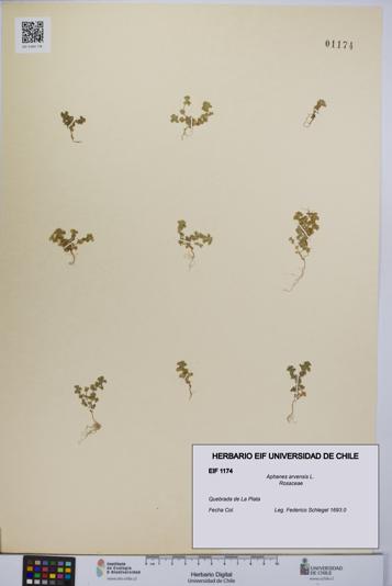 Aphanes arvensis [Espécimen: UCH:EIF:0001174]