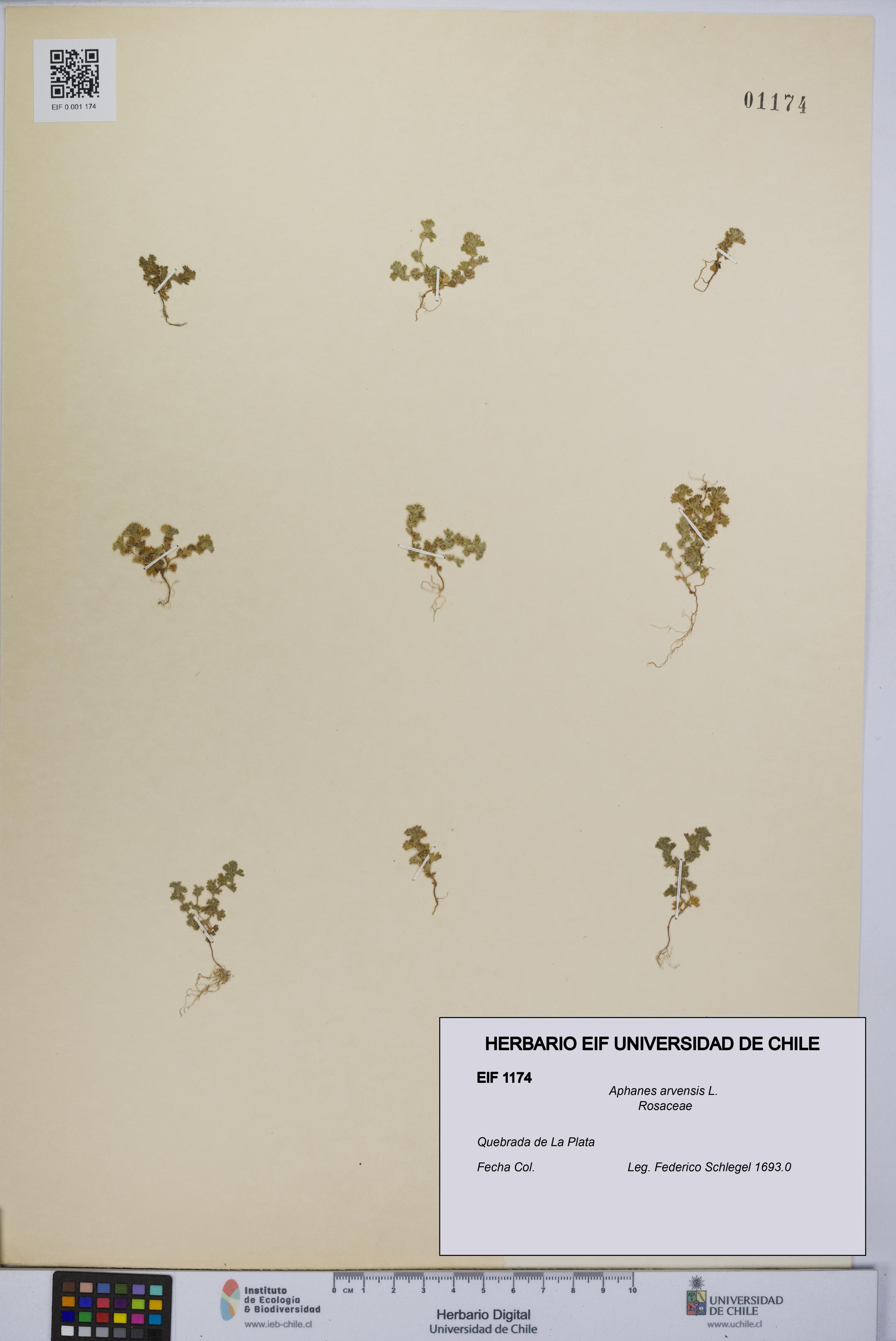 Aphanes arvensis [Espécimen: UCH:EIF:0001174]