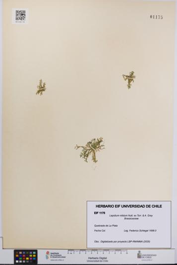Lepidium nitidum [Espécimen: UCH:EIF:0001175]