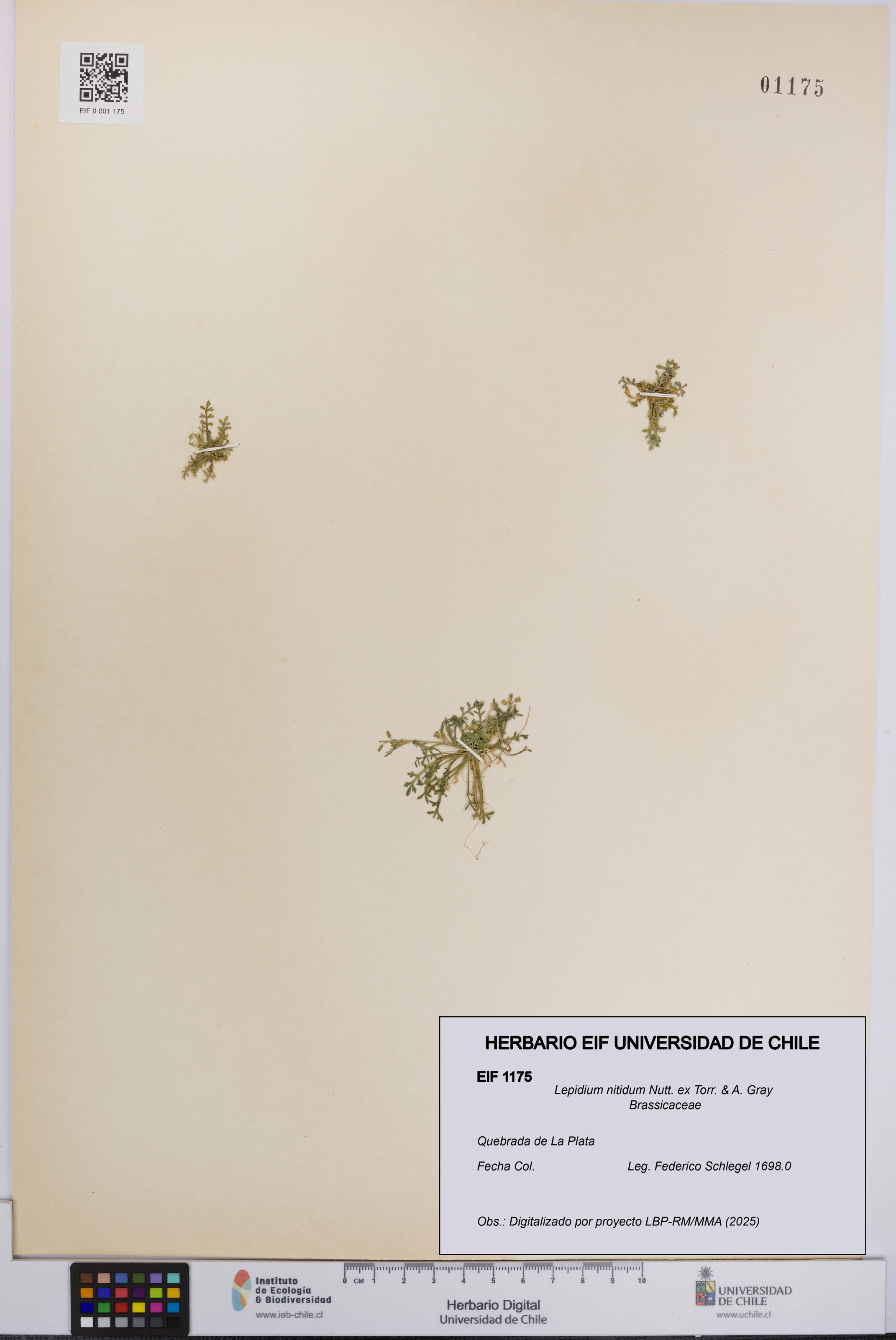 Lepidium nitidum [Espécimen: UCH:EIF:0001175]