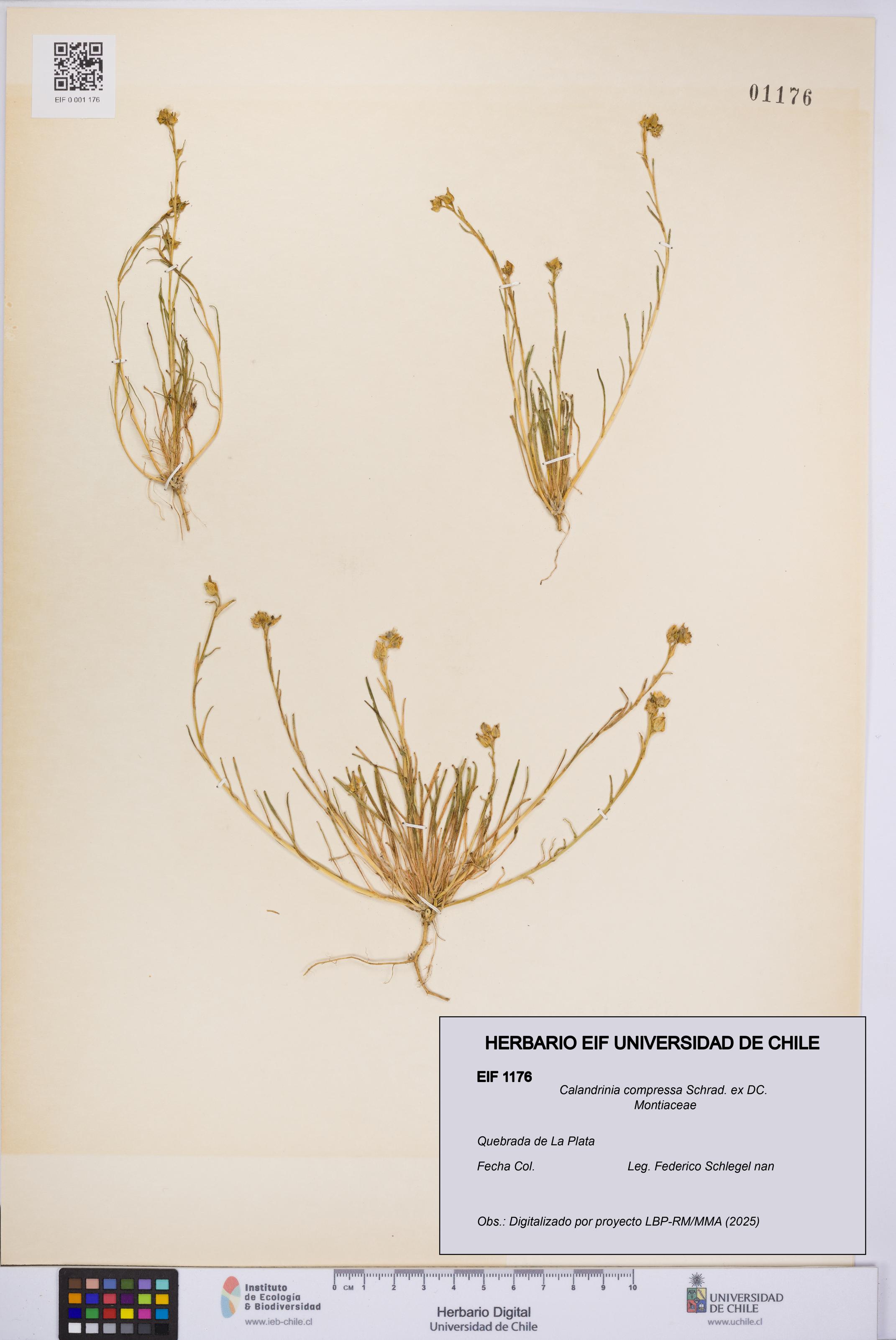 Calandrinia compressa [Espécimen: UCH:EIF:0001176]