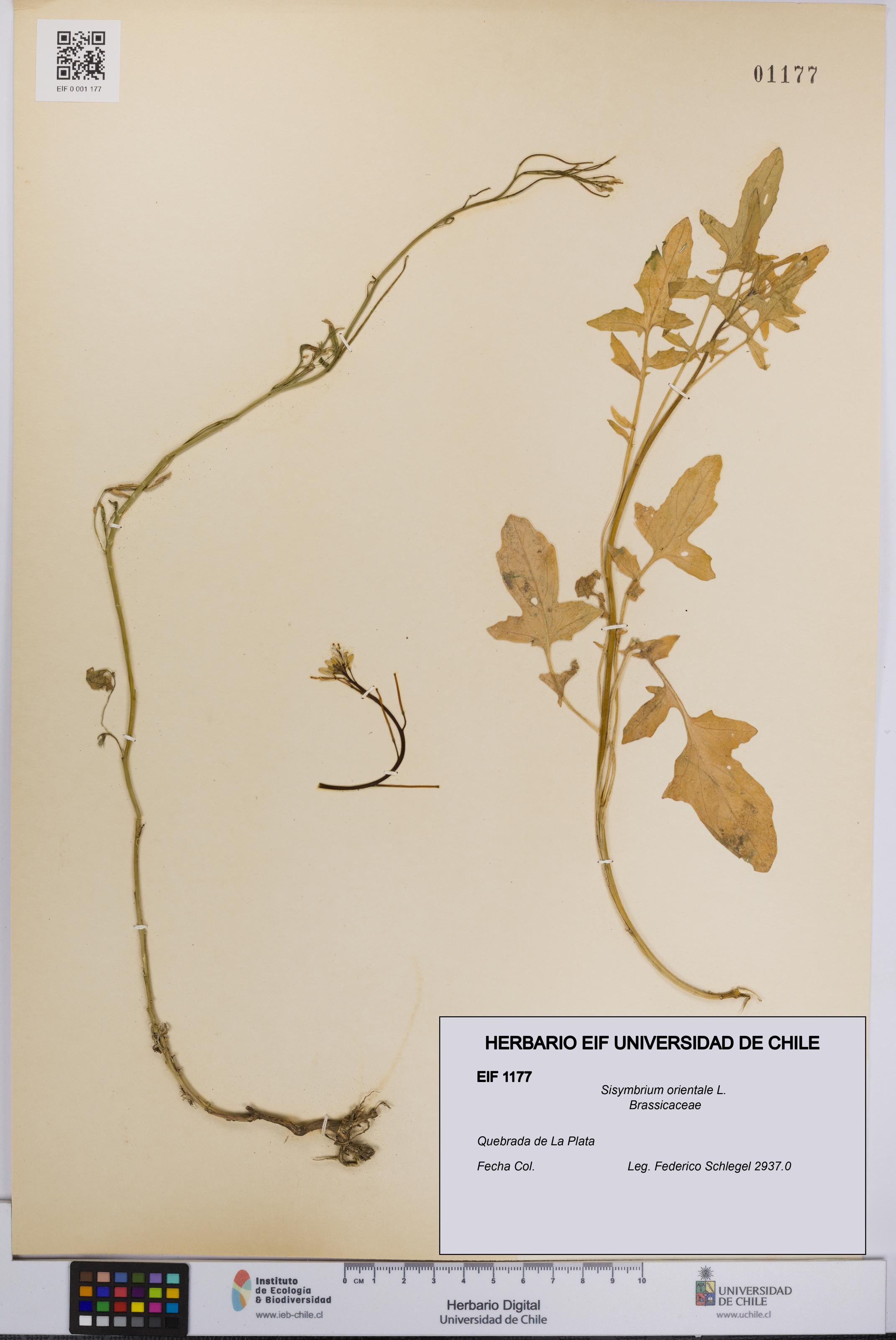 Sisymbrium orientale [Espécimen: UCH:EIF:0001177]