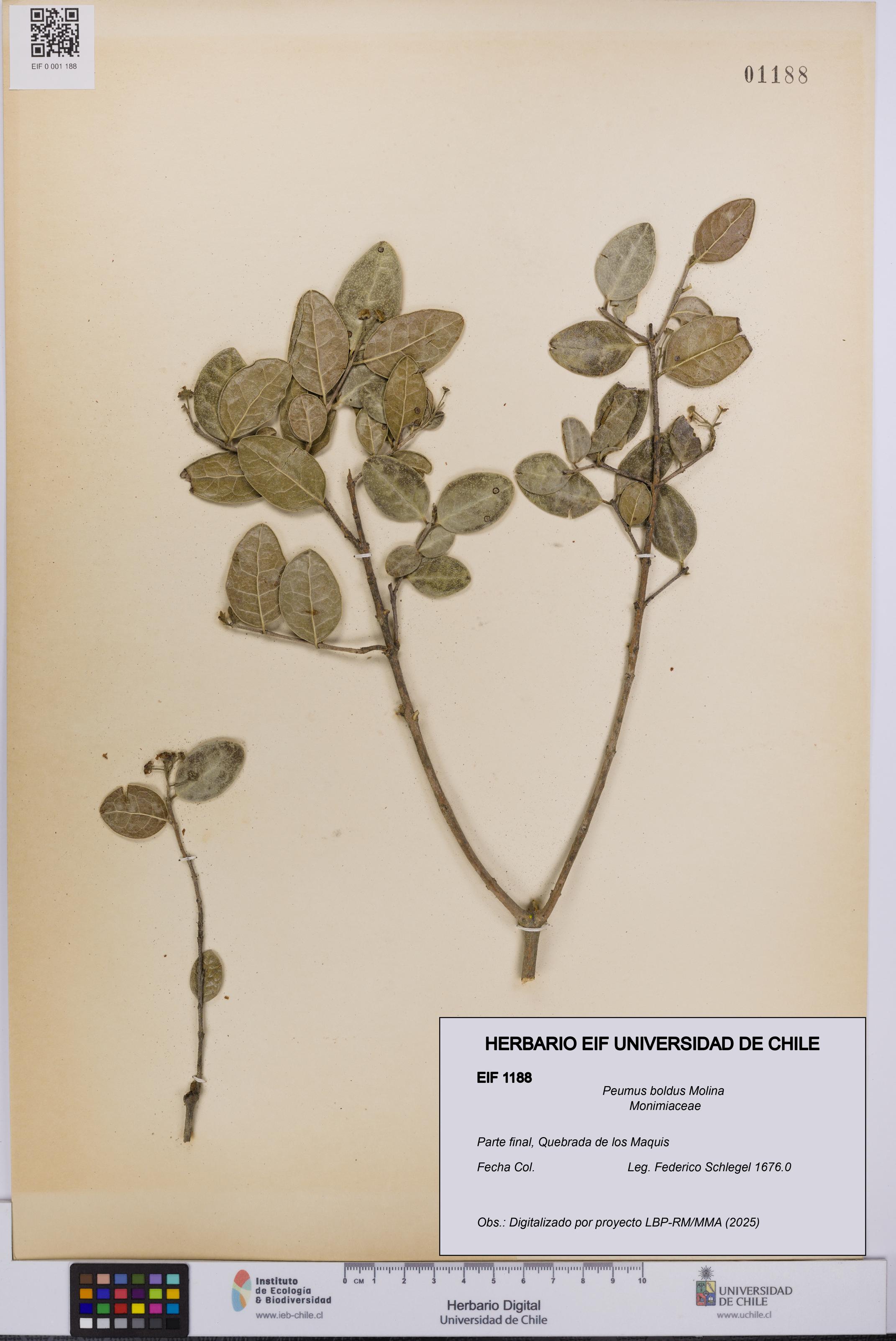 Peumus boldus [Espécimen: UCH:EIF:0001188]
