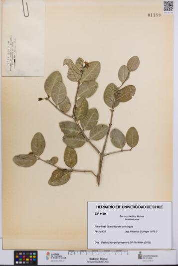 Peumus boldus [Espécimen: UCH:EIF:0001189]