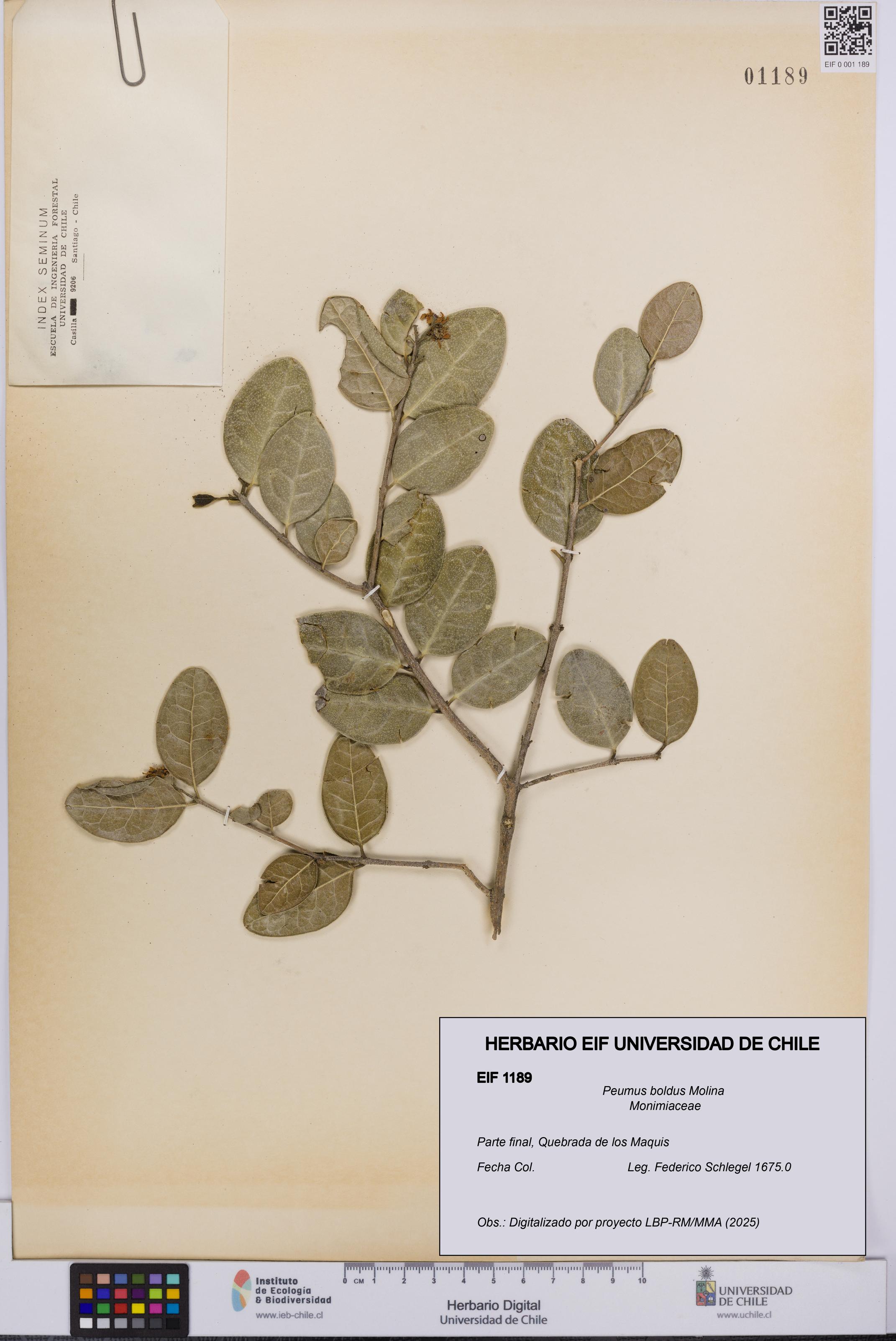 Peumus boldus [Espécimen: UCH:EIF:0001189]