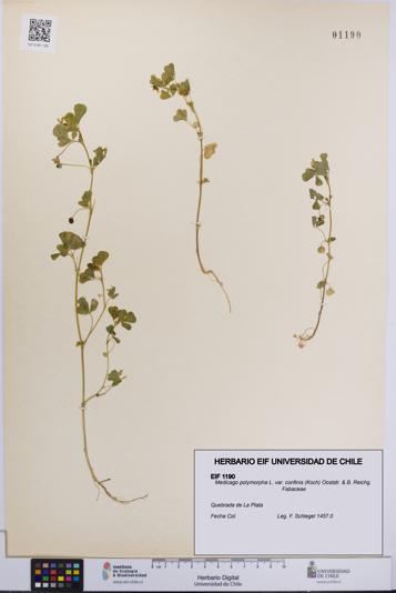 Medicago polymorpha [Espécimen: UCH:EIF:0001190]