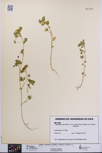 Medicago polymorpha var. confinis [Espécimen: UCH:EIF:0001190]