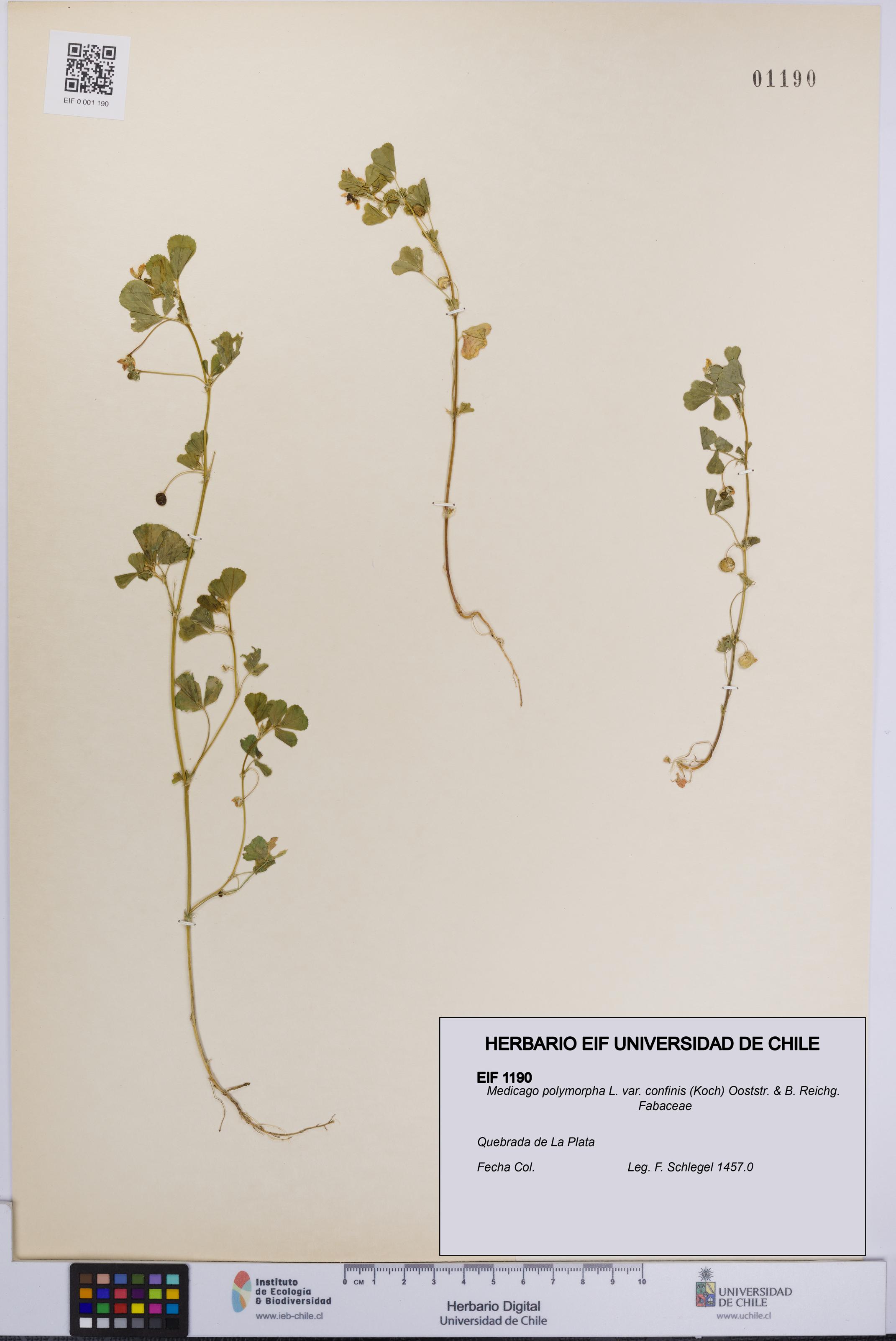 Medicago polymorpha [Espécimen: UCH:EIF:0001190]