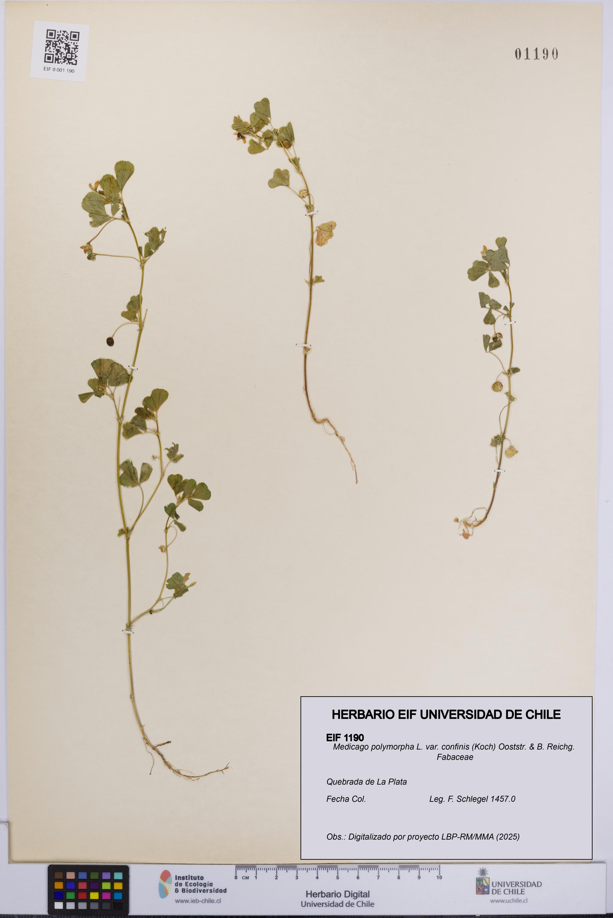 Medicago polymorpha var. confinis [Espécimen: UCH:EIF:0001190]