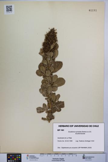 Escallonia myrtoidea [Espécimen: UCH:EIF:0001191]