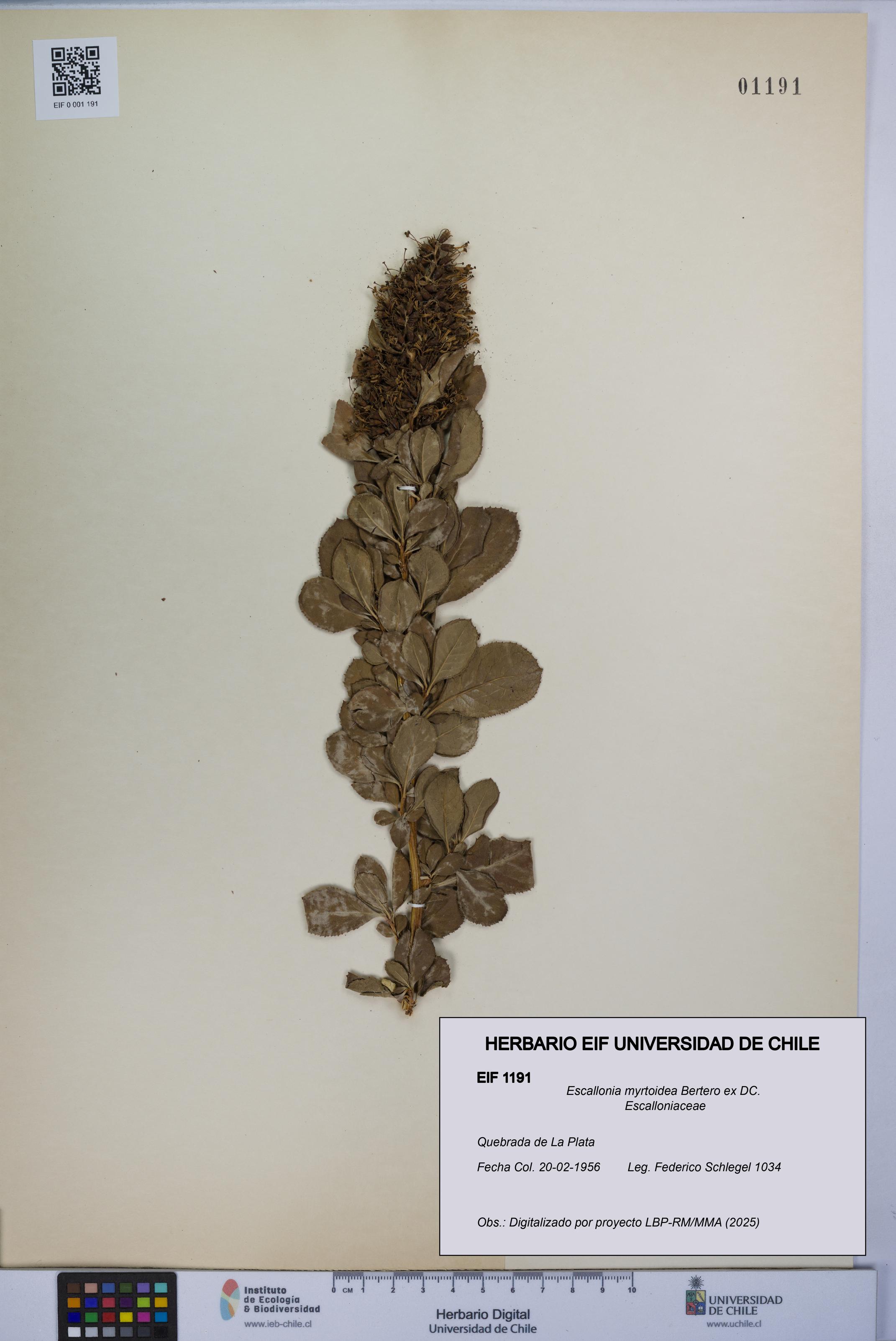 Escallonia myrtoidea [Espécimen: UCH:EIF:0001191]