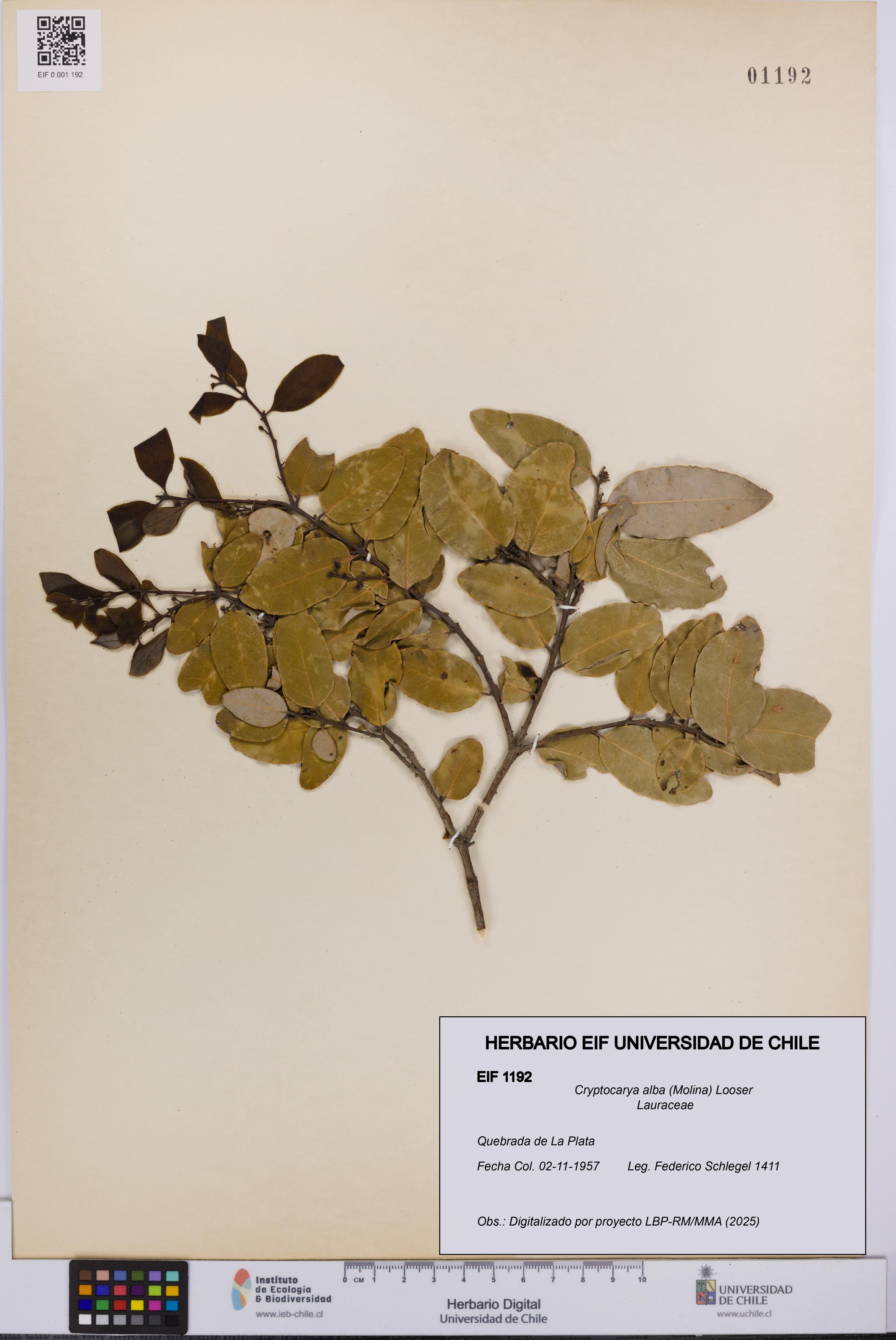 Cryptocarya alba [Espécimen: UCH:EIF:0001192]