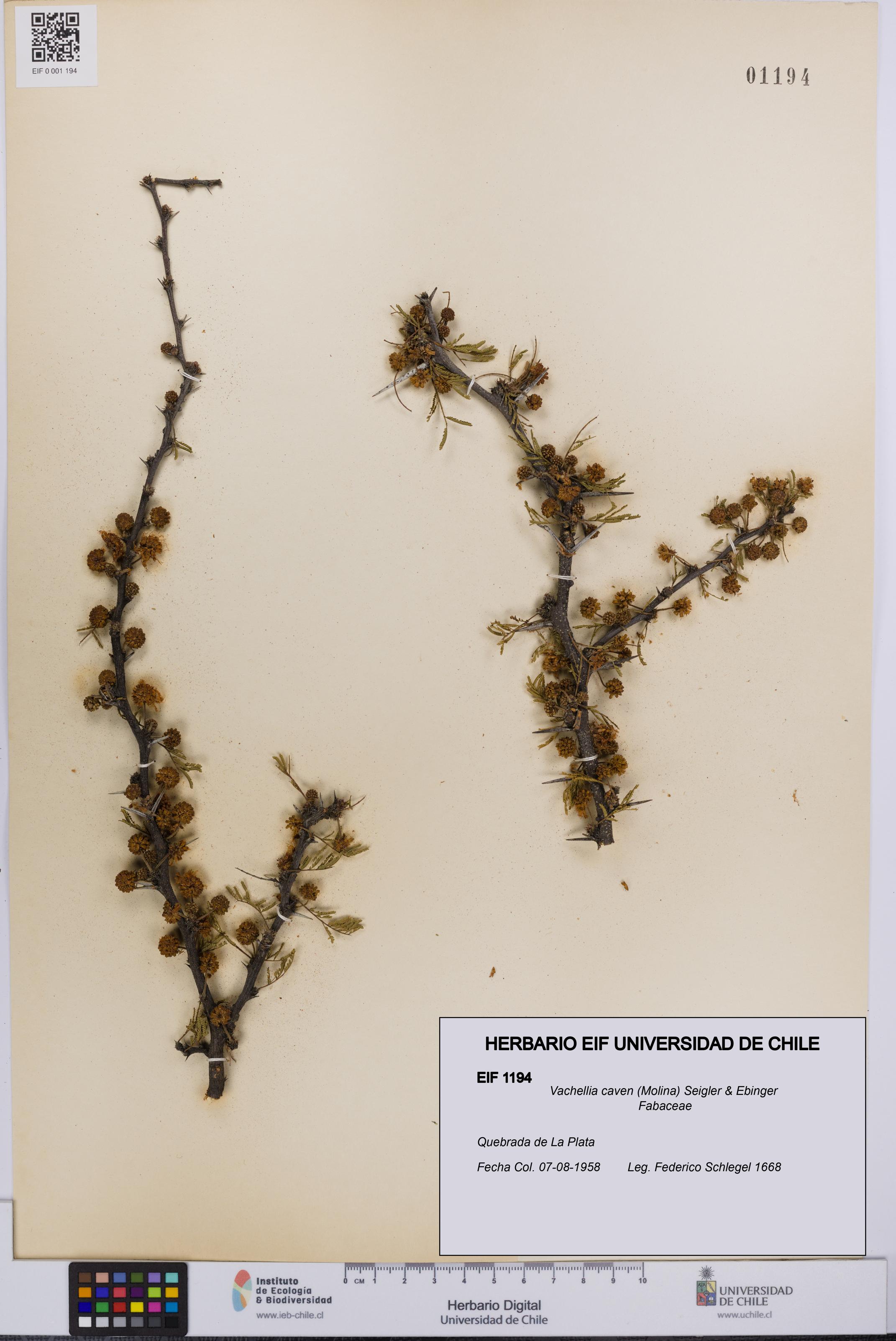 Vachellia caven [Espécimen: UCH:EIF:0001194]