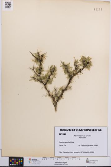 Adesmia confusa [Espécimen: UCH:EIF:0001195]