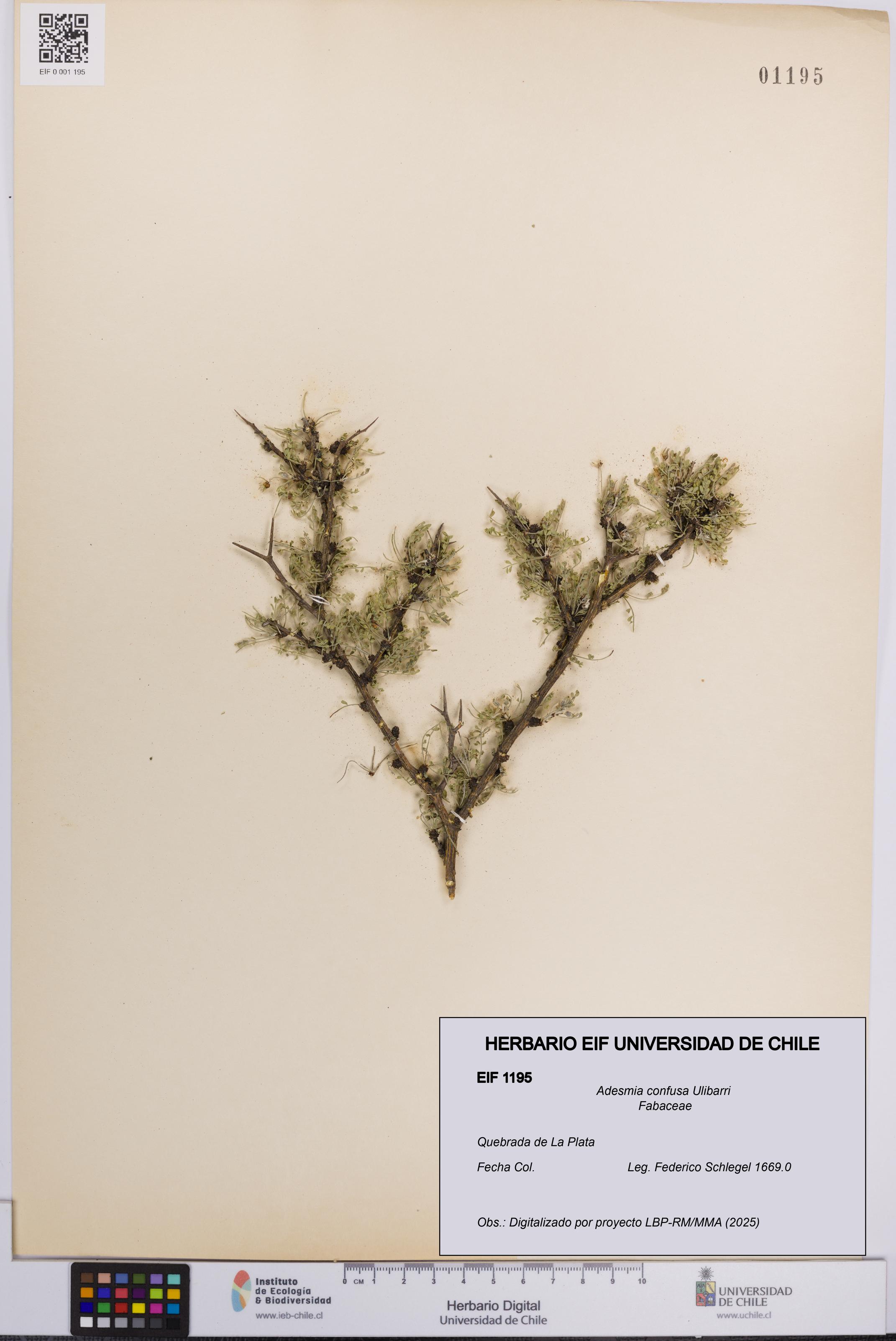 Adesmia confusa [Espécimen: UCH:EIF:0001195]