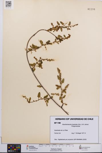 Muehlenbeckia hastulata [Espécimen: UCH:EIF:0001196]
