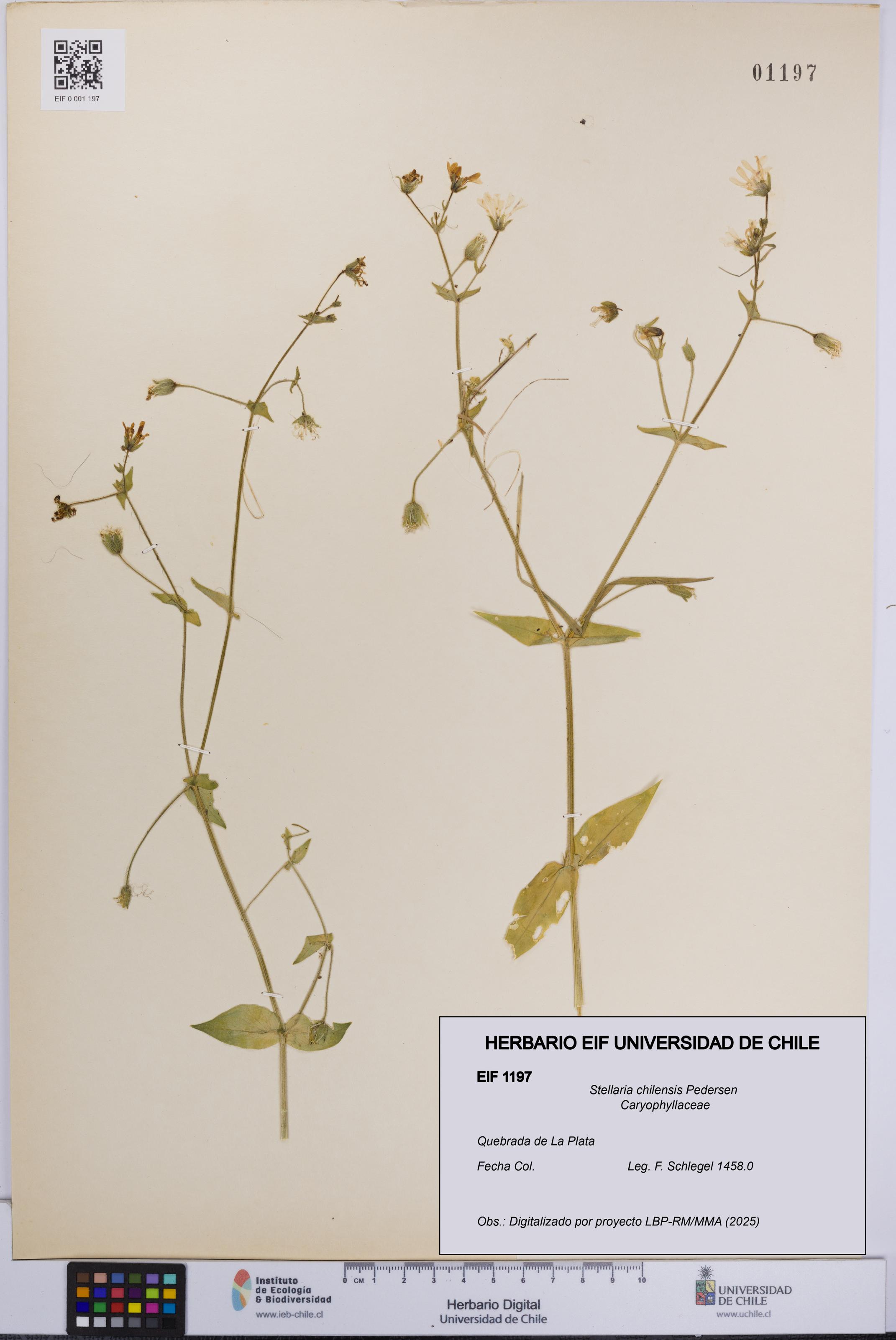 Stellaria chilensis [Espécimen: UCH:EIF:0001197]