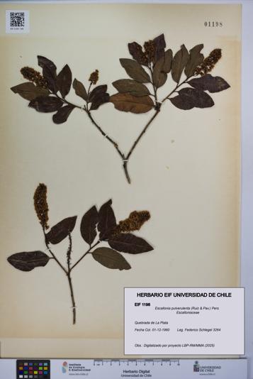 Escallonia pulverulenta [Espécimen: UCH:EIF:0001198]