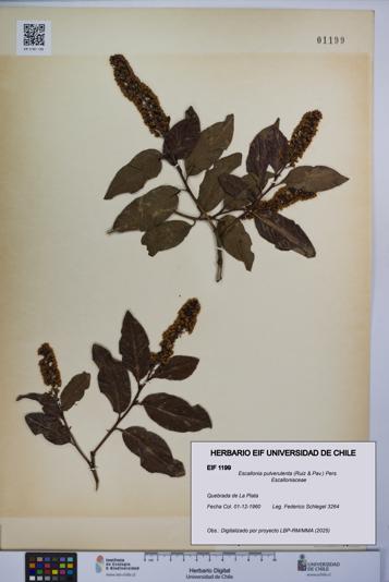 Escallonia pulverulenta [Espécimen: UCH:EIF:0001199]