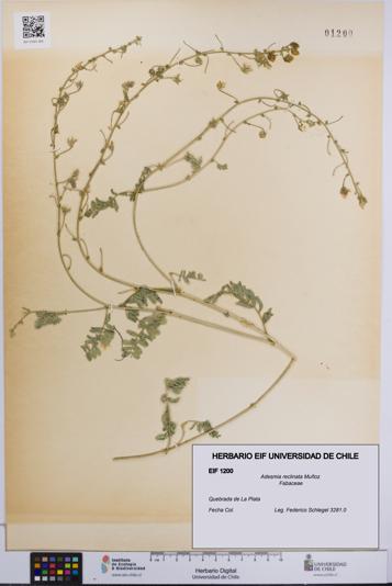 Adesmia reclinata [Espécimen: UCH:EIF:0001200]