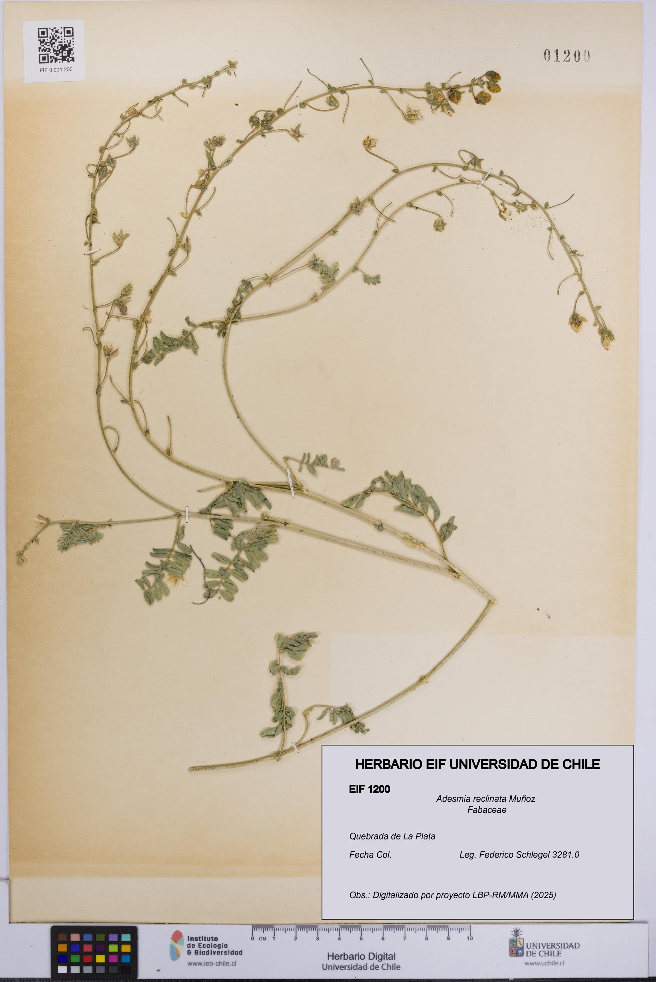 Adesmia reclinata [Espécimen: UCH:EIF:0001200]