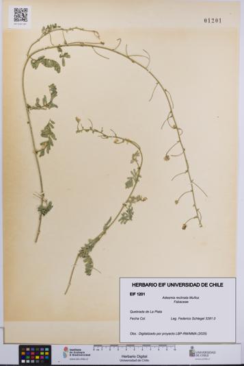Adesmia reclinata [Espécimen: UCH:EIF:0001201]
