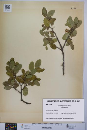 Quillaja saponaria [Espécimen: UCH:EIF:0001202]