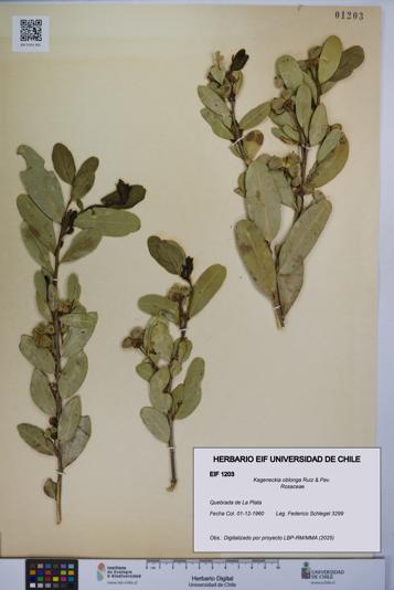 Kageneckia oblonga [Espécimen: UCH:EIF:0001203]