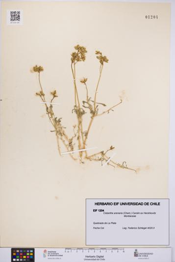 Cistanthe arenaria [Espécimen: UCH:EIF:0001204]