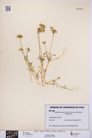 Cistanthe arenaria [Espécimen: UCH:EIF:0001204]