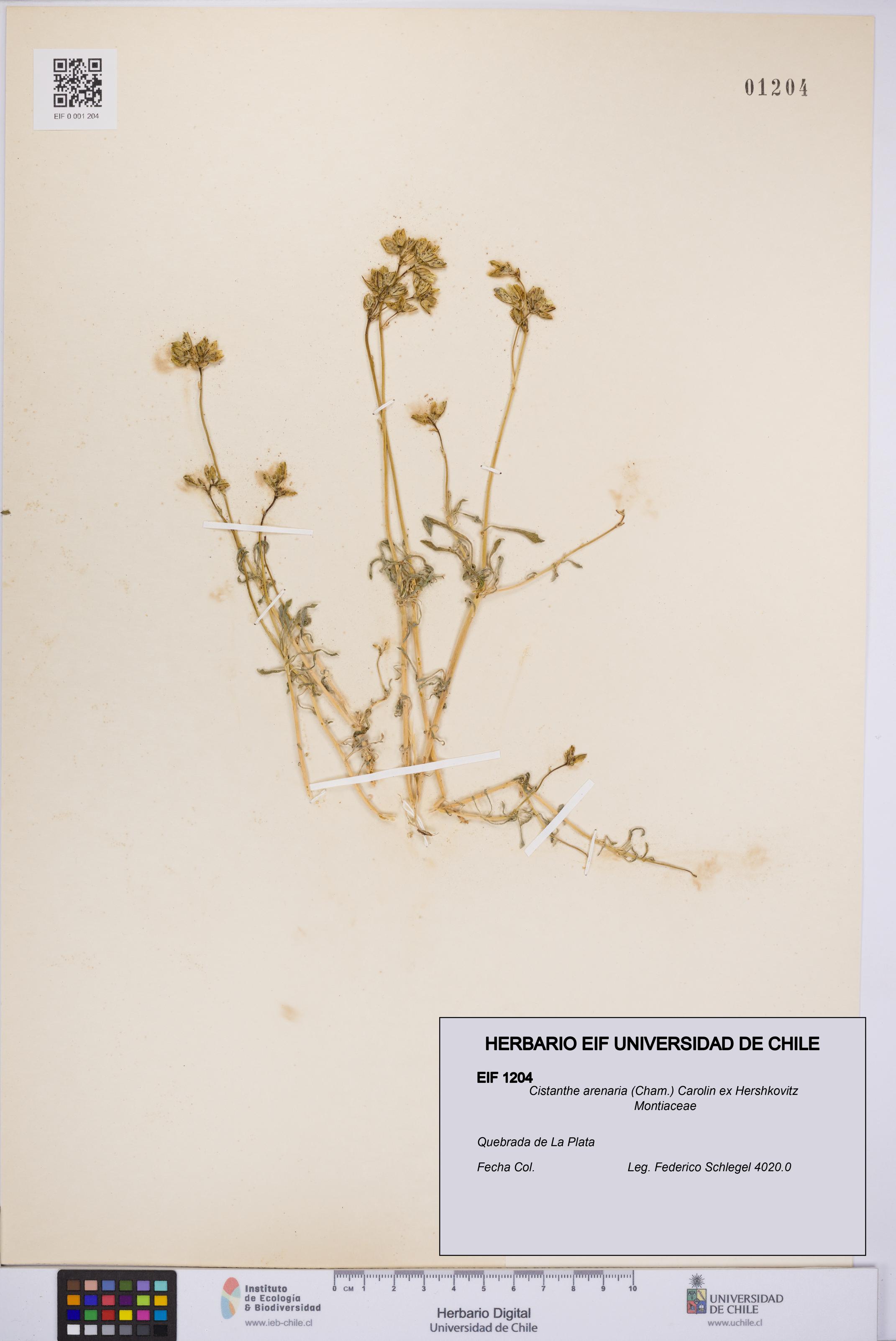 Cistanthe arenaria [Espécimen: UCH:EIF:0001204]