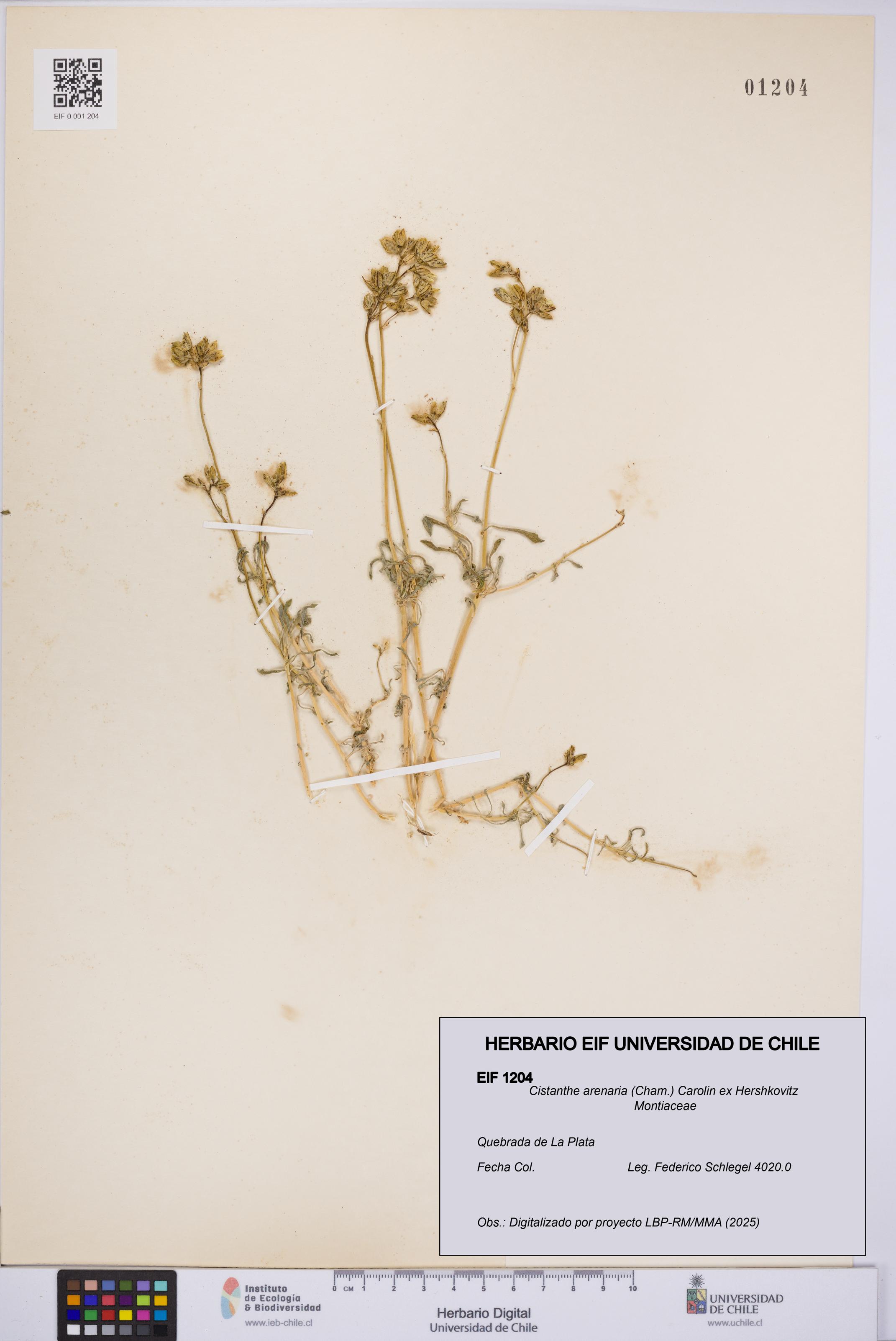 Cistanthe arenaria [Espécimen: UCH:EIF:0001204]