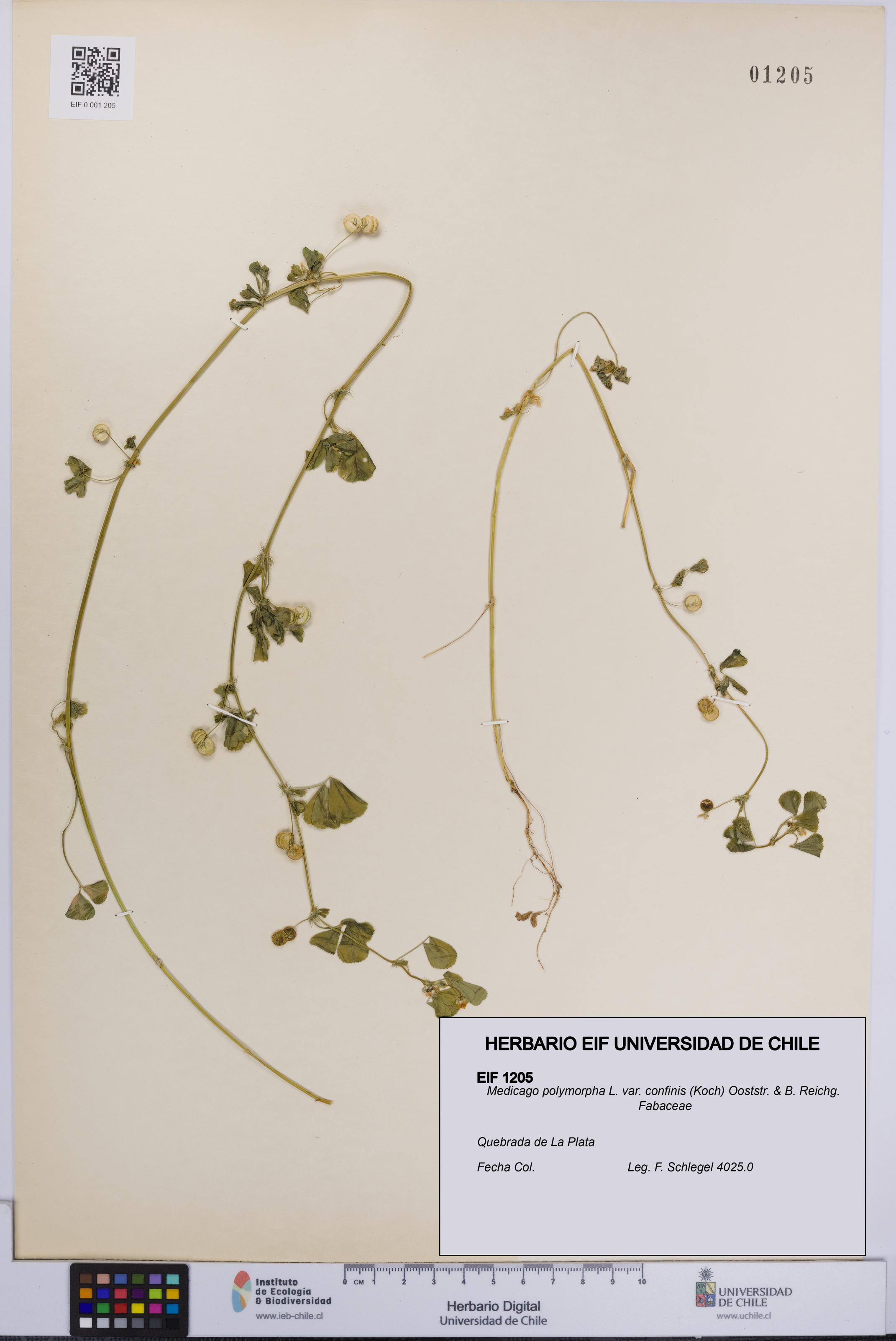 Medicago polymorpha [Espécimen: UCH:EIF:0001205]