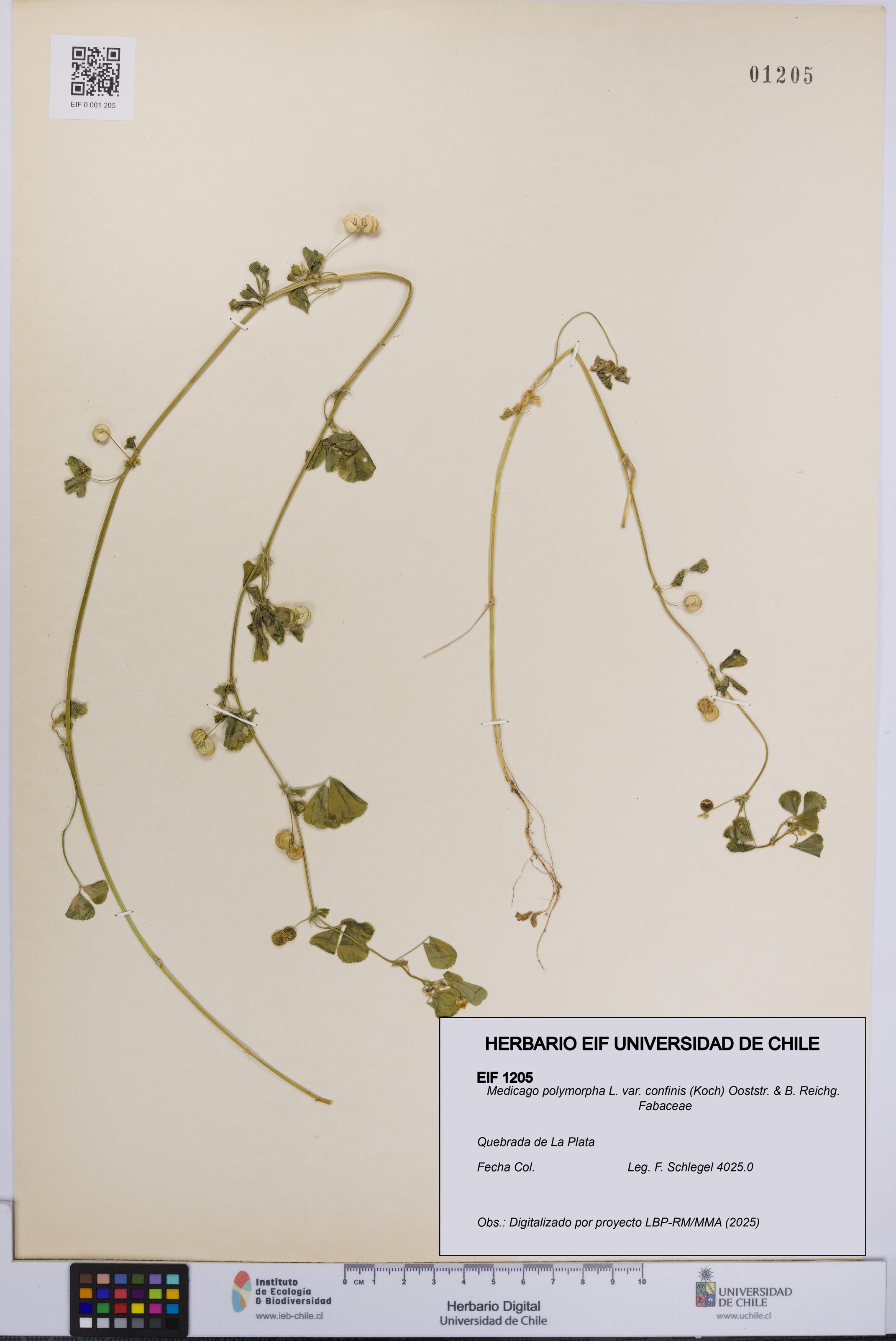 Medicago polymorpha var. confinis [Espécimen: UCH:EIF:0001205]