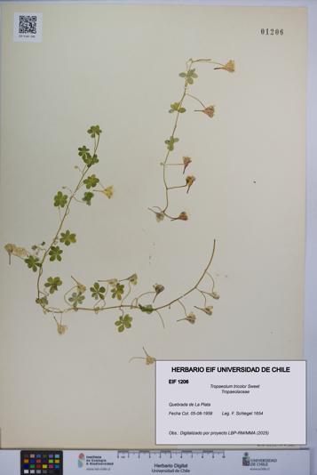 Tropaeolum tricolor [Espécimen: UCH:EIF:0001206]