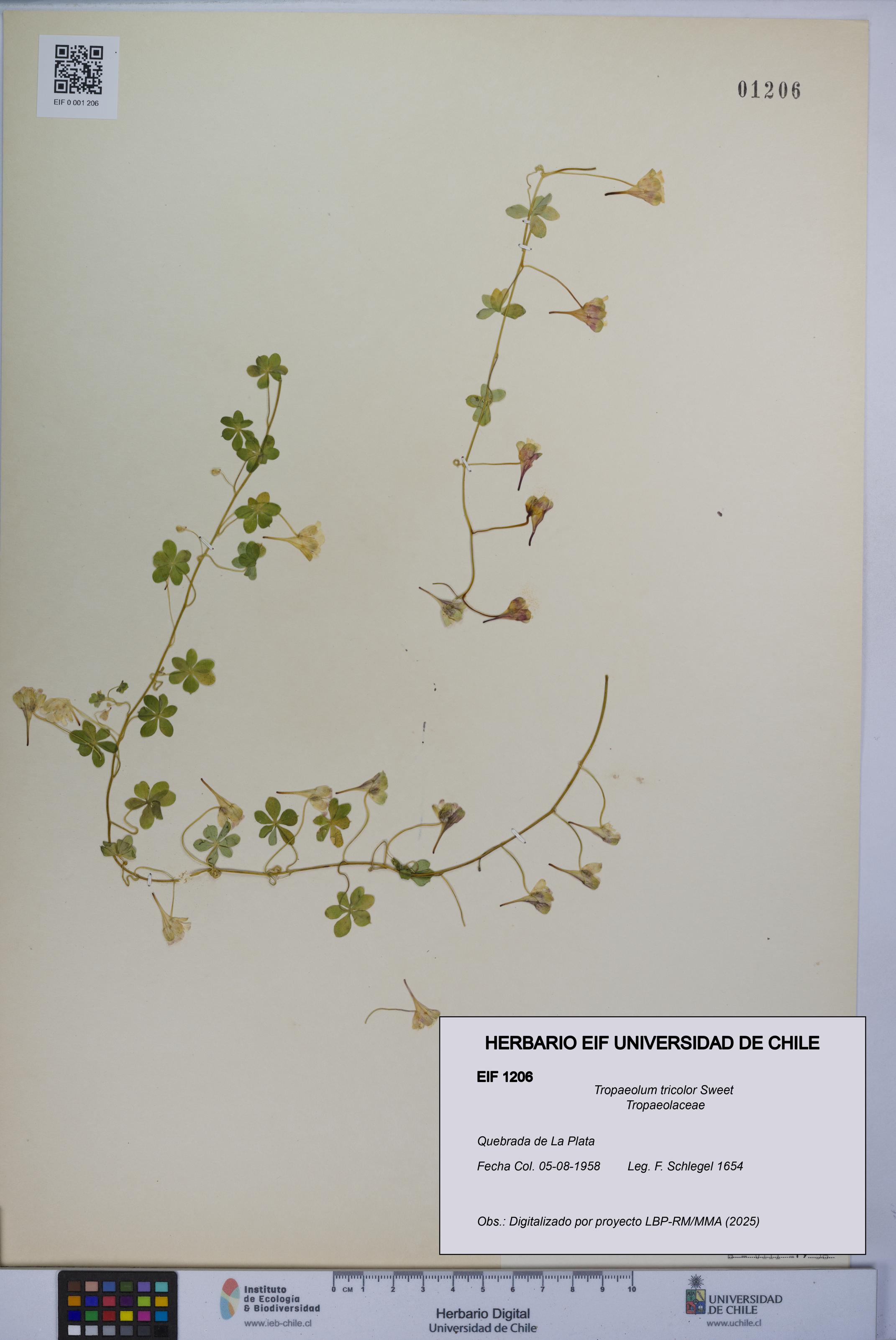 Tropaeolum tricolor [Espécimen: UCH:EIF:0001206]