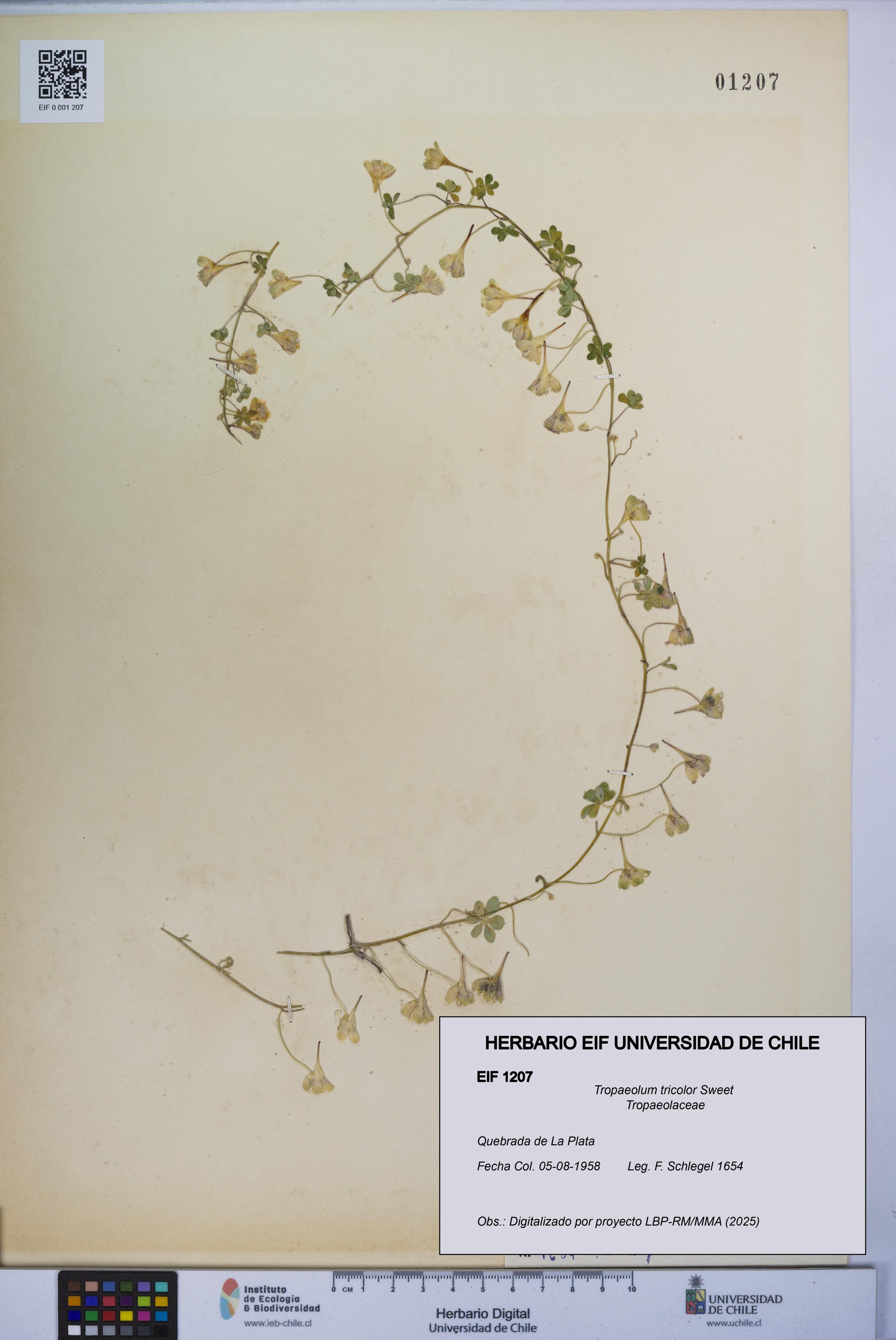 Tropaeolum tricolor [Espécimen: UCH:EIF:0001207]