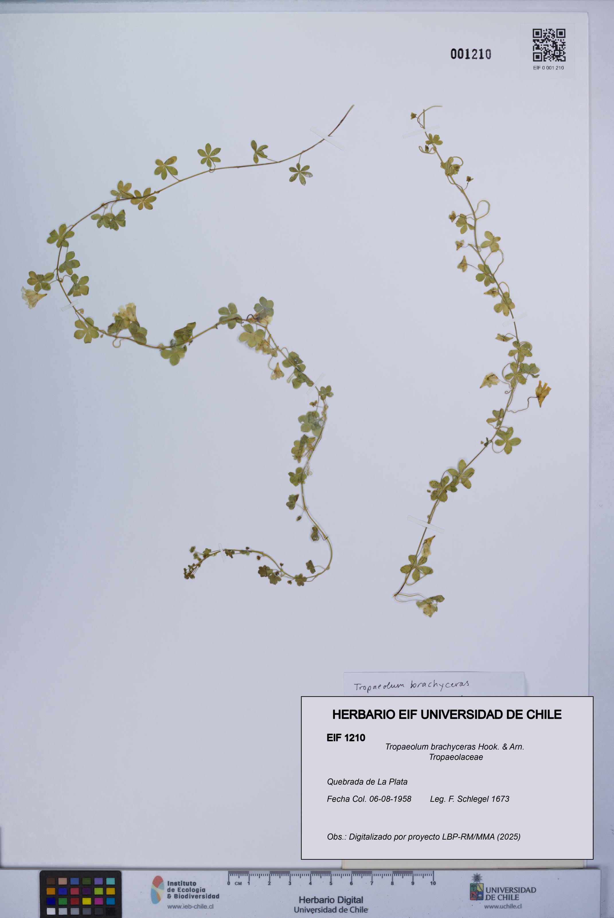 Tropaeolum brachyceras [Espécimen: UCH:EIF:0001210]