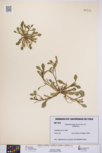 Calandrinia nitida [Espécimen: UCH:EIF:0001212]