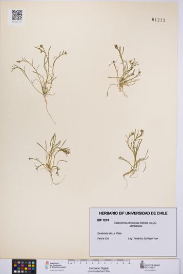 Calandrinia compressa [Espécimen: UCH:EIF:0001213]