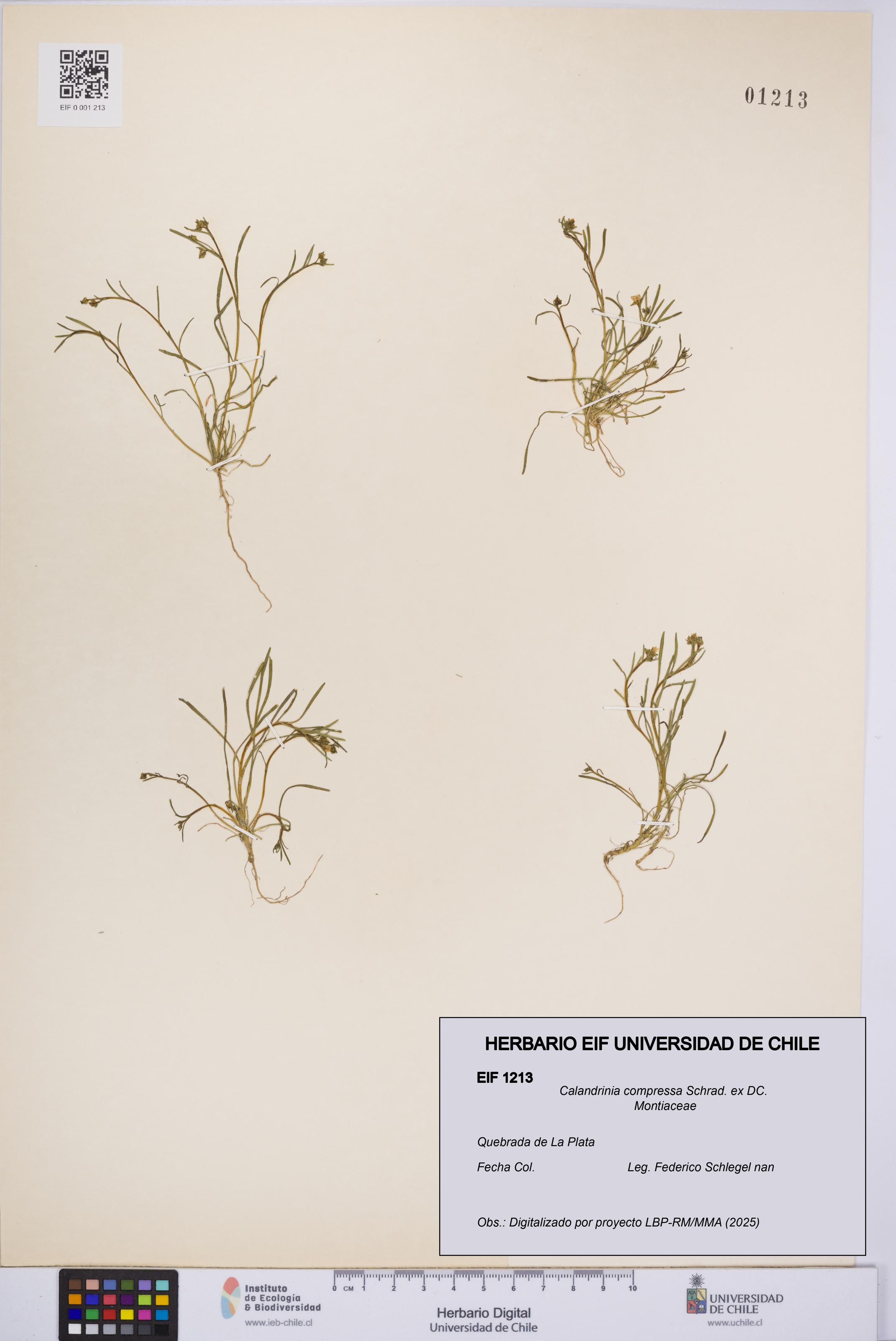 Calandrinia compressa [Espécimen: UCH:EIF:0001213]