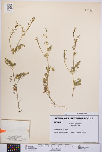 Fumaria agraria [Espécimen: UCH:EIF:0001215]