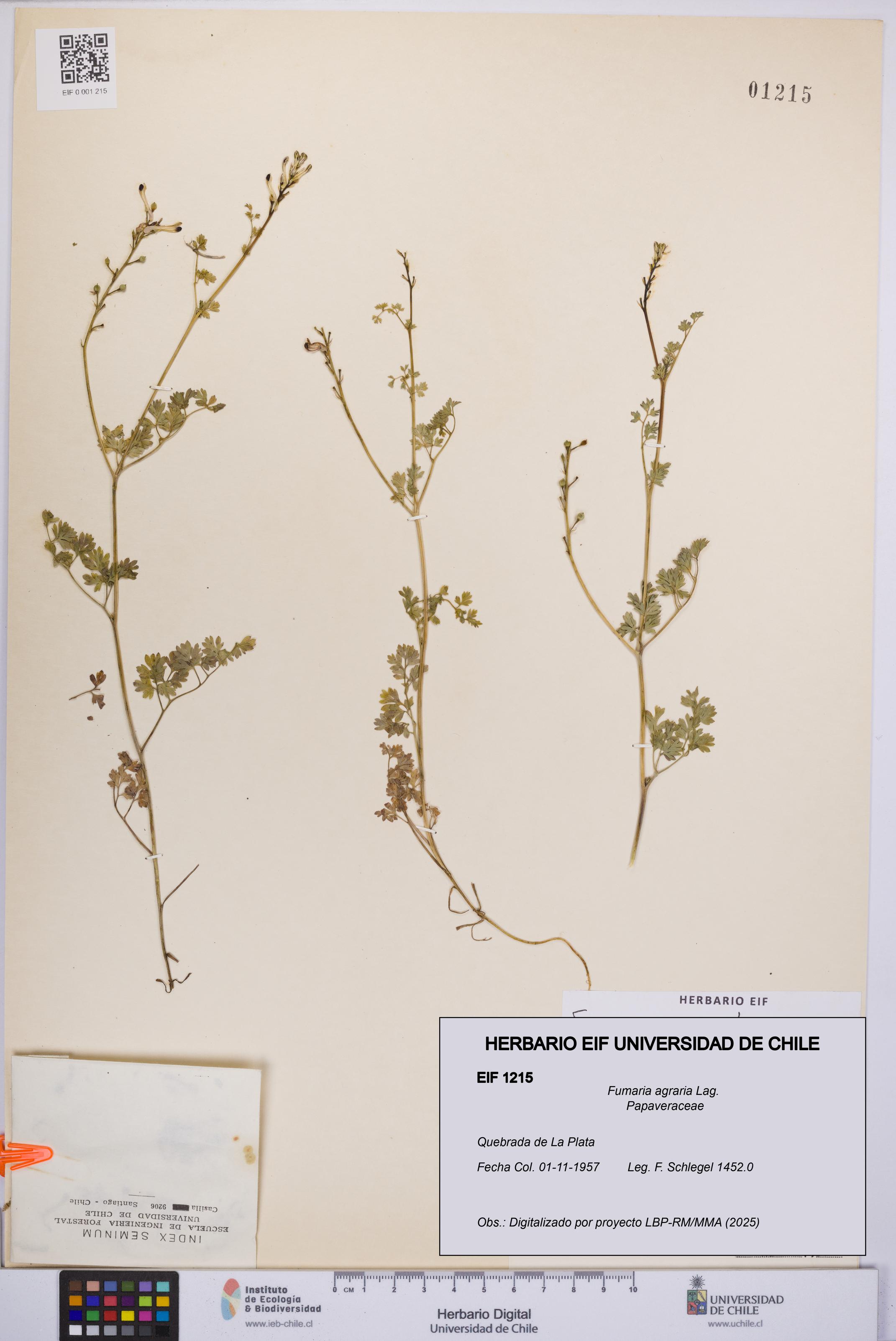 Fumaria agraria [Espécimen: UCH:EIF:0001215]